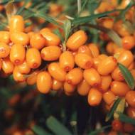 Саженец Облепиха Великан в контейнере